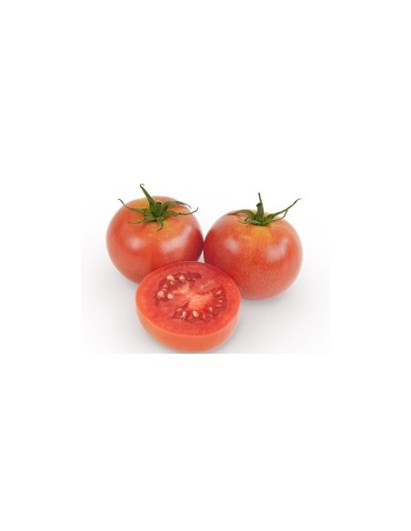 Semilla tomate Sarristra F1 (híbrida) (1.000 semillas)