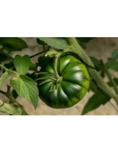 Semilla tomate Albarado F1 (híbrida) (1.000 semillas) 2