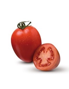 Semilla tomate Byelsa F1 (híbrida) (1.000 semillas)