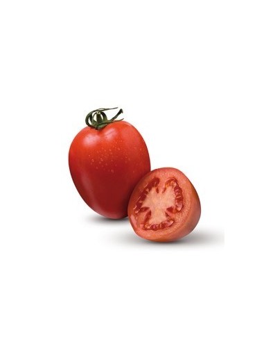 Semilla tomate Byelsa F1 (híbrida) (1.000 semillas)