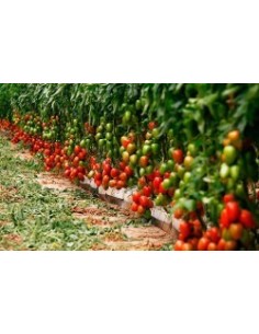 Llavor tomàquet Byelsa F1 (híbrida) (1.000 llavors) 2