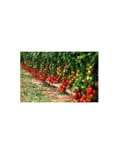 Semilla tomate Byelsa F1 (híbrida) (1.000 semillas)