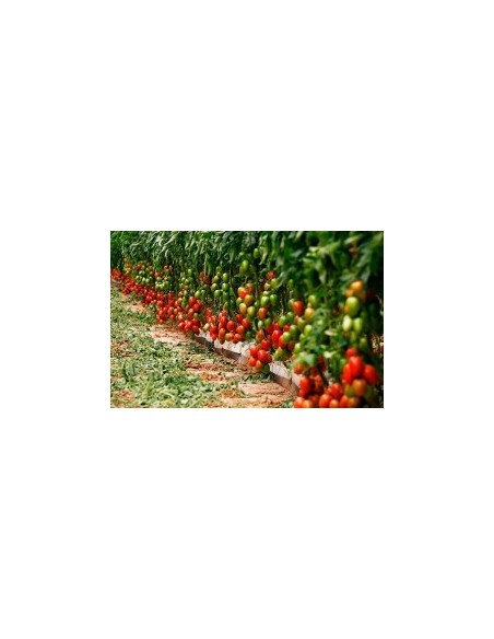 Semilla tomate Byelsa F1 (híbrida) (1.000 semillas)