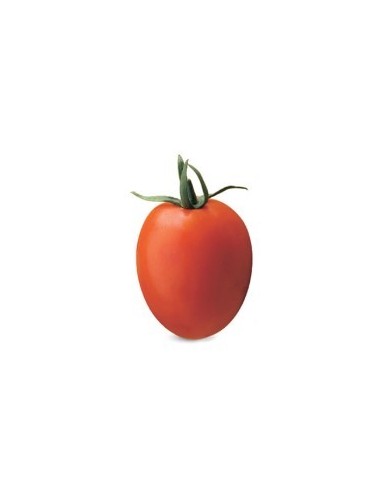Graine tomate Merino F1 (hybride) (1.000 graine)