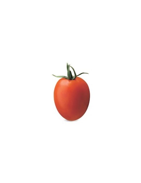 Graine tomate Merino F1 (hybride) (1.000 graine)