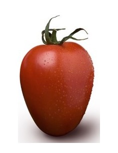 Semente de tomate Esturion F1 (híbrida) (1.000 semente)