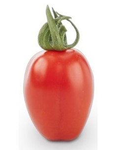 Semilla tomate Ferdinand F1 (híbrida) (1.000 semillas)
