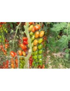Semilla tomate Mulan F1 (híbrida) (1.000 semillas) 2