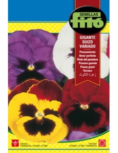 Semente de amor-perfeito gigante em Germigarden
