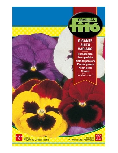 Semente de amor-perfeito gigante em Germigarden