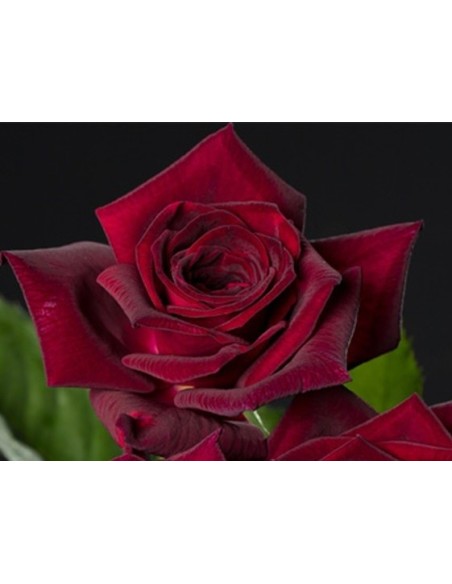 Rosal meilland  (maceta 14 cm ø), colores a escojer