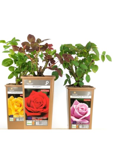 Rosal meilland  (maceta 14 cm ø), colores a escojer