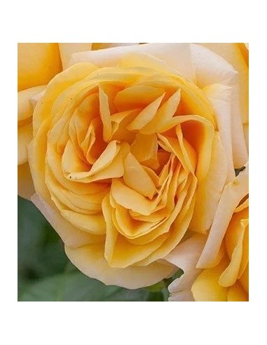 Rosal meilland  (maceta 14 cm ø), colores a escojer