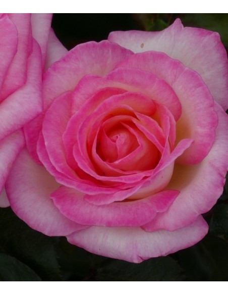 Rosal meilland  (maceta 14 cm ø), colores a escojer