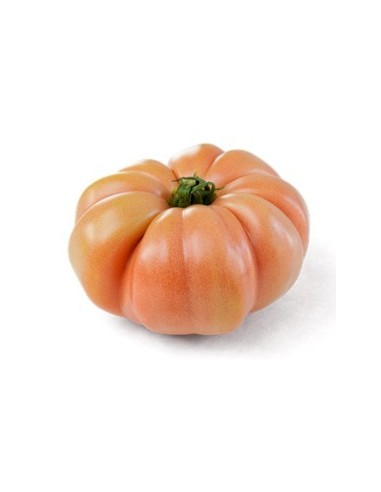 Llavor tomàquet Rosamei F1 (híbrida) (1.000 llavors)
