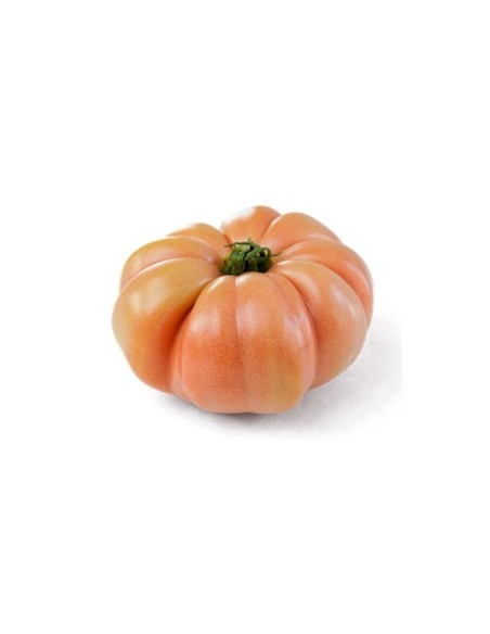 Llavor tomàquet Rosamei F1 (híbrida) (1.000 llavors)