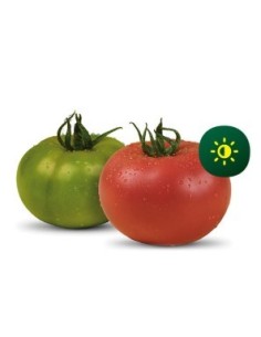 Graine tomate Vimeiro F1 (hybride) (1.000 graine)