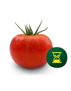 Semilla tomate Duratom F1 (híbrida) (1.000 semillas)