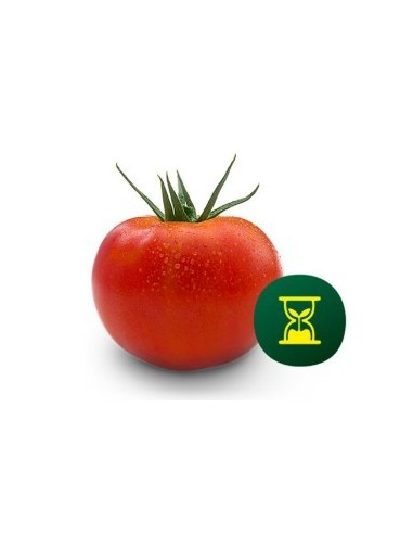 Graine tomate Duratom F1 (hybride) (1.000 graine)