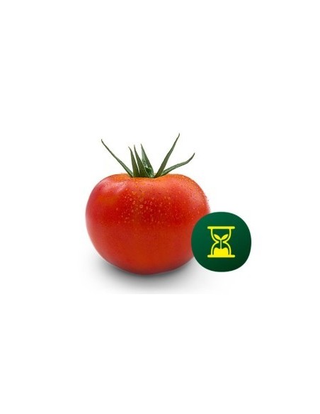 Graine tomate Duratom F1 (hybride) (1.000 graine)
