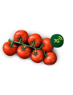 Semilla tomate Ateneo F1 (híbrida) (1.000 semillas)
