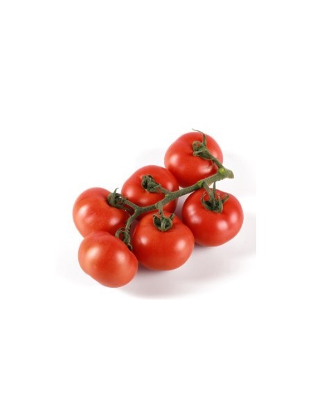 Semente de tomate Molier F1 (híbrida) (1.000 semente)
