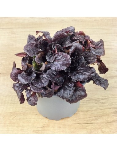 Ajuga reptans (maceta 10,5 cm ø)