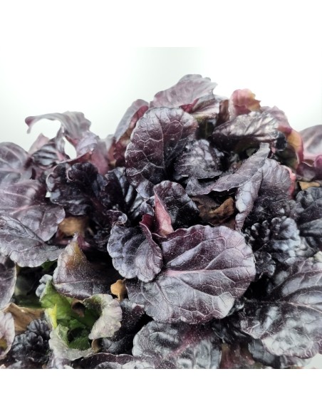 Ajuga reptans (maceta 10,5 cm ø)