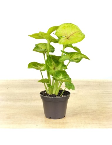 Syngonium Joana
