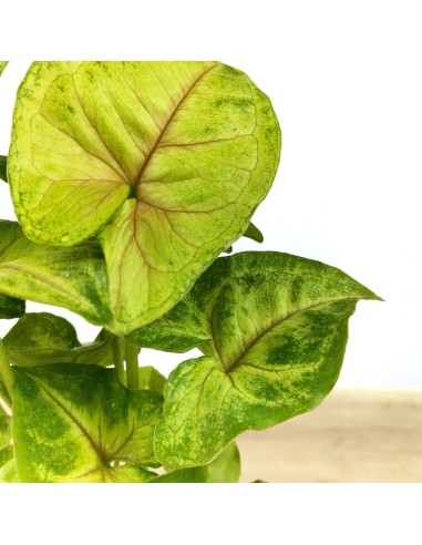 Syngonium Joana