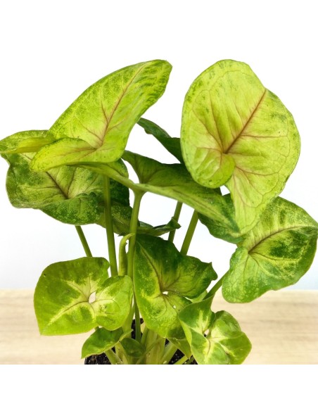 Syngonium Joana