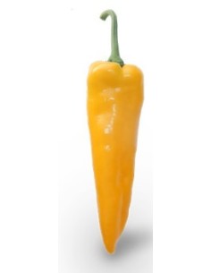 Semilla pimiento Gianelli F1 (híbrida) (1.000 semillas)