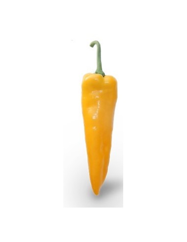 Semilla pimiento Gianelli F1 (híbrida) (1.000 semillas)