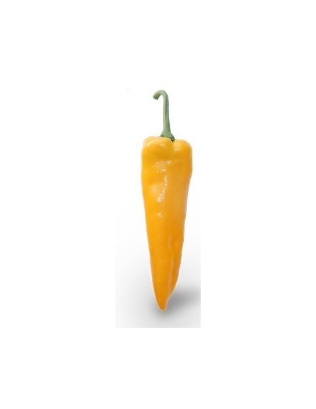 Semilla pimiento Gianelli F1 (híbrida) (1.000 semillas)