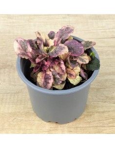 Ajuga reptans matitzada (test 10,5 cm ø)