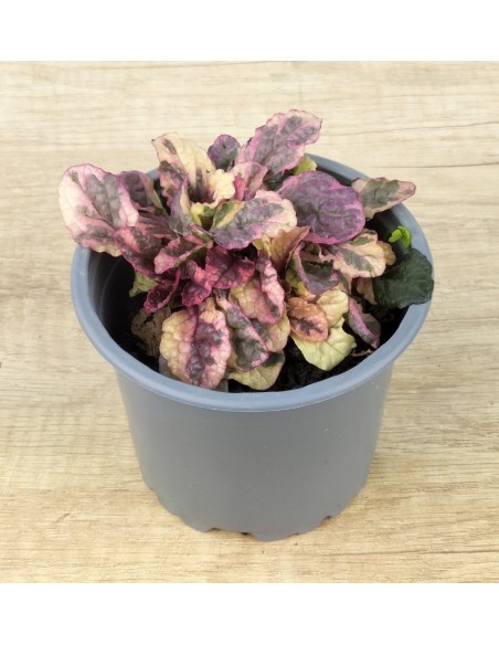 Ajuga reptans matitzada (test 10,5 cm ø)