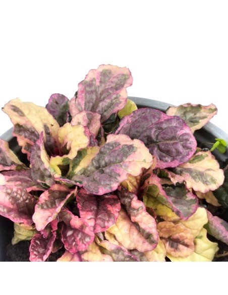 Ajuga reptans matitzada (test 10,5 cm ø)