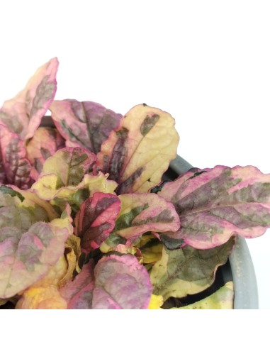 Ajuga reptans matitzada (test 10,5 cm ø)