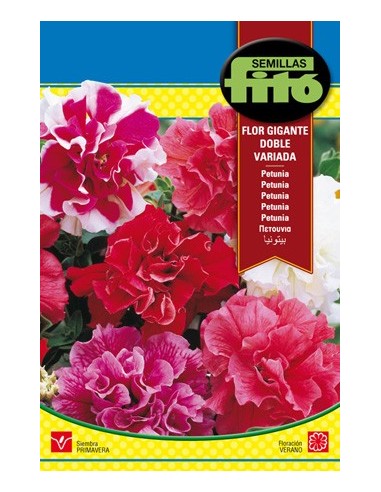 Semilla opetunia flor gigante