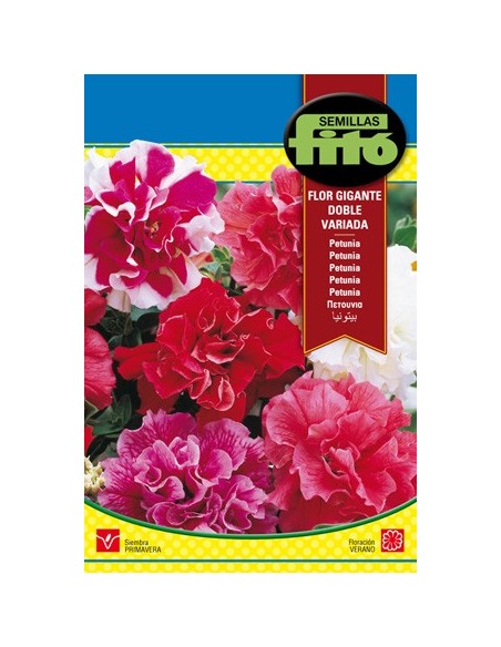 graine d'opétunia à fleur géante