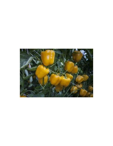 Llavor pebrot Veleta F1 (híbrida) (1.000 llavors)