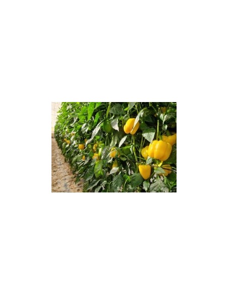 Graine Poivre Veleta F1 (hybride) (1 000 graines)