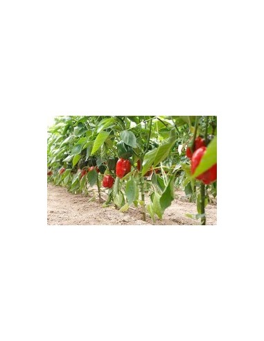 Graine Poivre Maestral F1 (hybride) (1 000 graines)