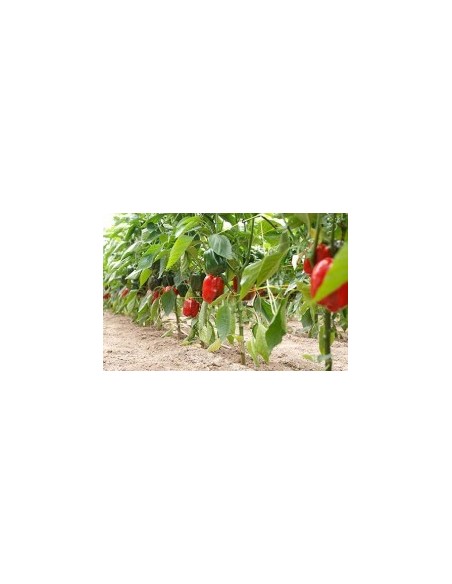 Graine Poivre Maestral F1 (hybride) (1 000 graines)
