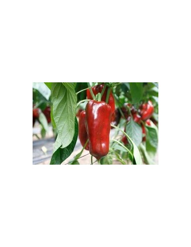 Graine Poivre Rio Grande F1 (hybride) (1 000 graines)