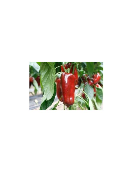 Graine Poivre Rio Grande F1 (hybride) (1 000 graines)