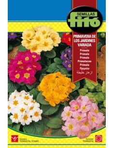 Llavor Prímula primavera variada