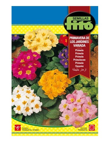 Llavor Prímula primavera variada