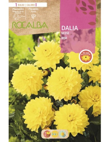 Bulb de dalia mini Rocalba (unitat)