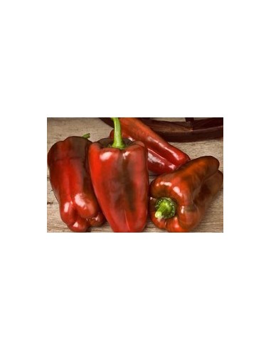 Llavor pebrot Ramonete F1 (híbrida) (1.000 llavors)